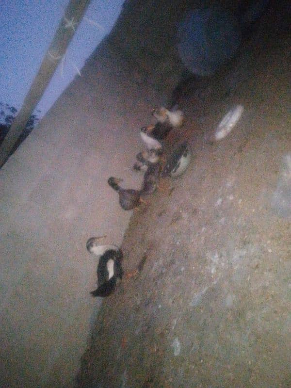 6 Ducks hain 5