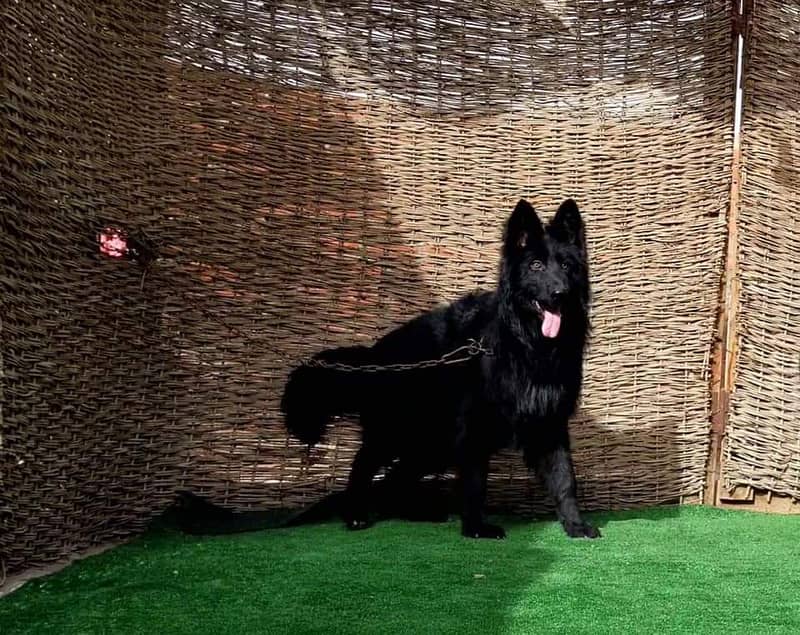 black shepherd confirm breeder male for sale 0