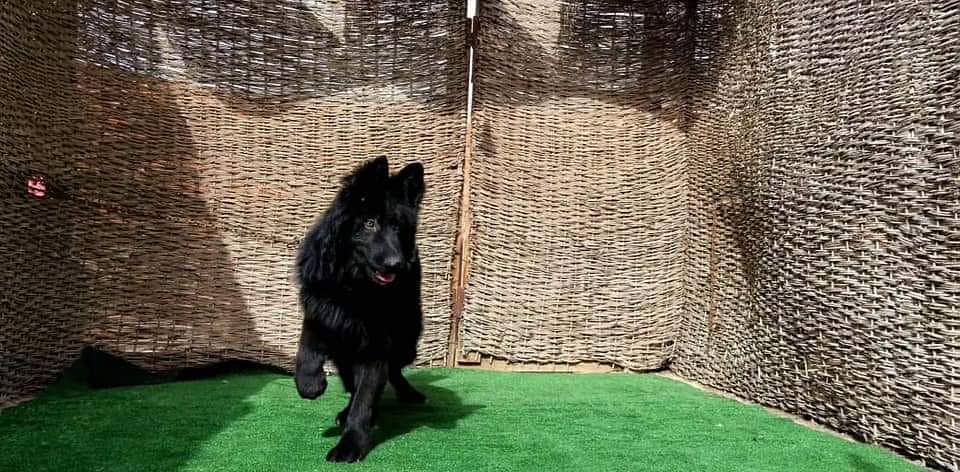 black shepherd confirm breeder male for sale 3