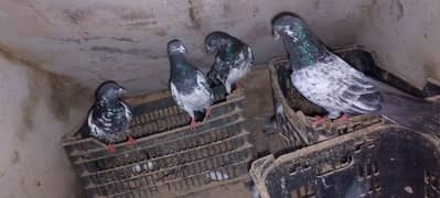 for sale my pigeon high fly 2 pair one female taddy