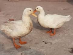 White little ducks ( friendly)