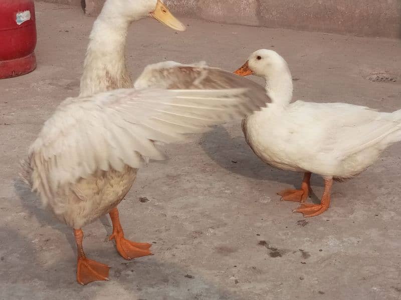 White little ducks ( friendly) 1