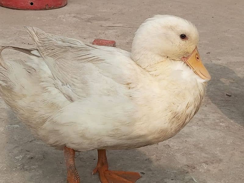 White little ducks ( friendly) 2