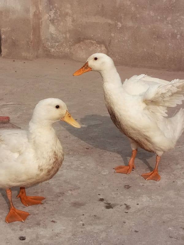 White little ducks ( friendly) 3