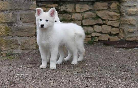 white shepherd imported pedigree puppies available here 0