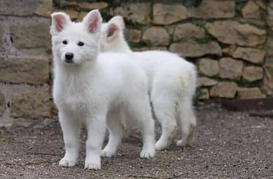 white shepherd imported pedigree puppies available here 1