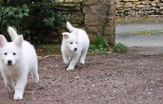 white shepherd imported pedigree puppies available here 2