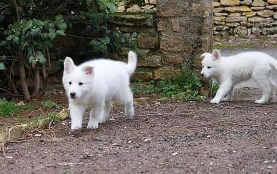 white shepherd imported pedigree puppies available here 3