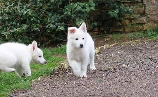 white shepherd imported pedigree puppies available here 4