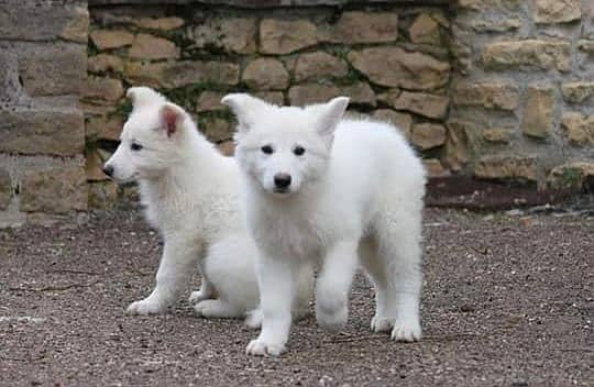 white shepherd imported pedigree puppies available here 5