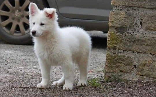 white shepherd imported pedigree puppies available here 6