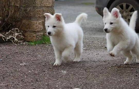 white shepherd imported pedigree puppies available here 7