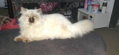 Persian cat triple coat urgent sale