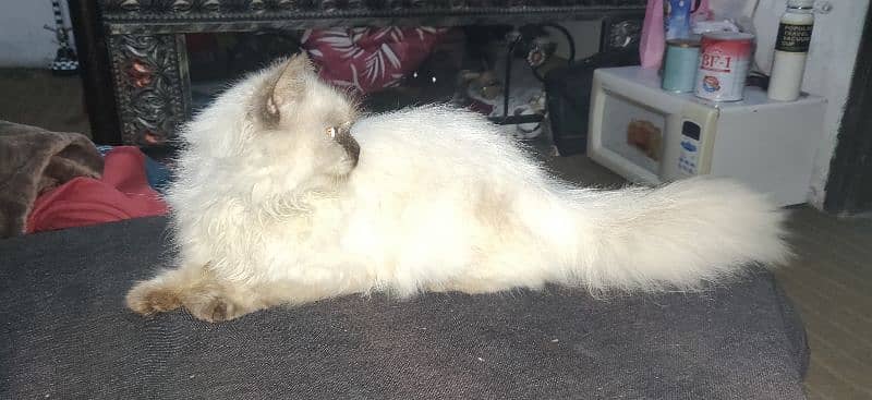 Persian cat triple coat urgent sale 1