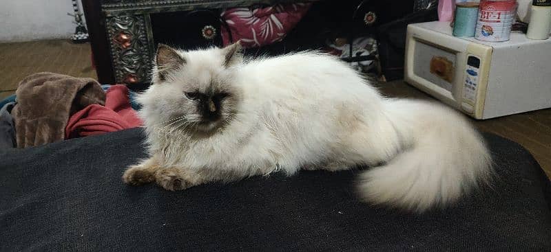 Persian cat triple coat urgent sale 2