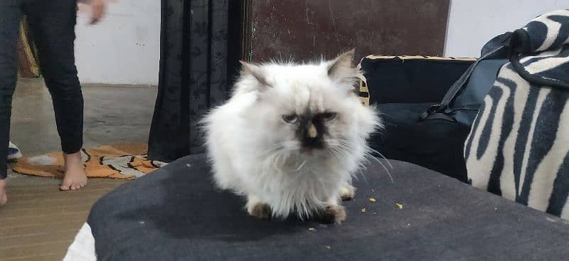 Persian cat triple coat urgent sale 3