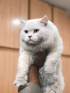 PERSIAN CAT MALE . WHITE BEAUTY YELLOW EYES