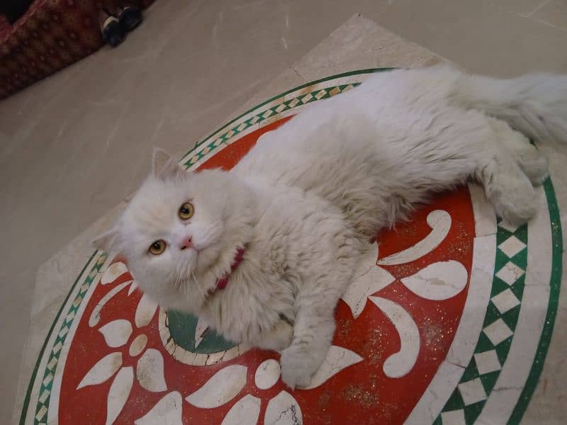 PERSIAN CAT MALE . WHITE BEAUTY YELLOW EYES 1