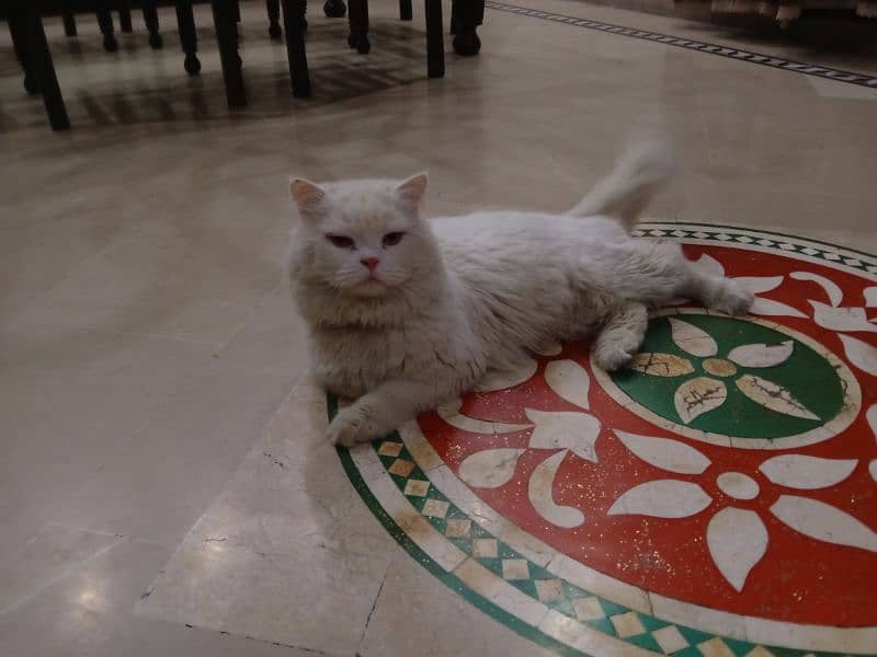 PERSIAN CAT MALE . WHITE BEAUTY YELLOW EYES 2