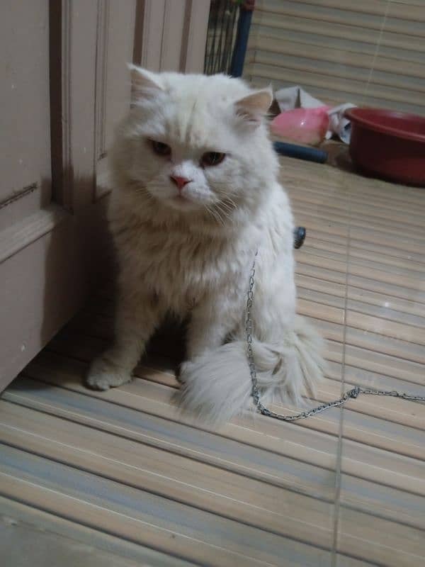 PERSIAN CAT MALE . WHITE BEAUTY YELLOW EYES 3