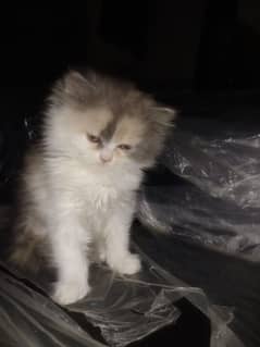 Persian cat