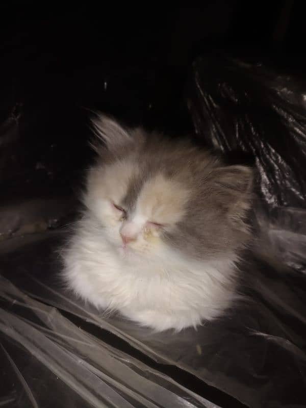 Persian cat 5