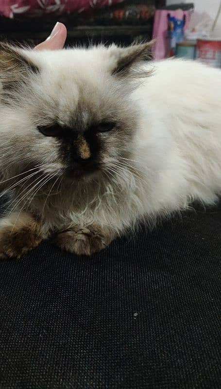 Persian cat triple coat urgent sale 4