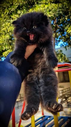 Pure Black Persian Extreme punch Pair