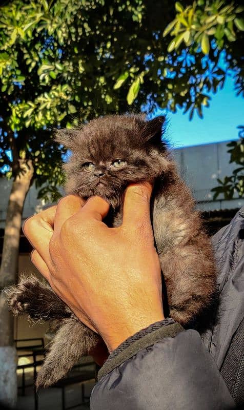 Pure Black Persian Extreme punch Pair 1