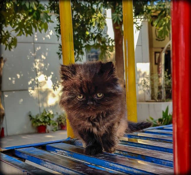 Pure Black Persian Extreme punch Pair 2