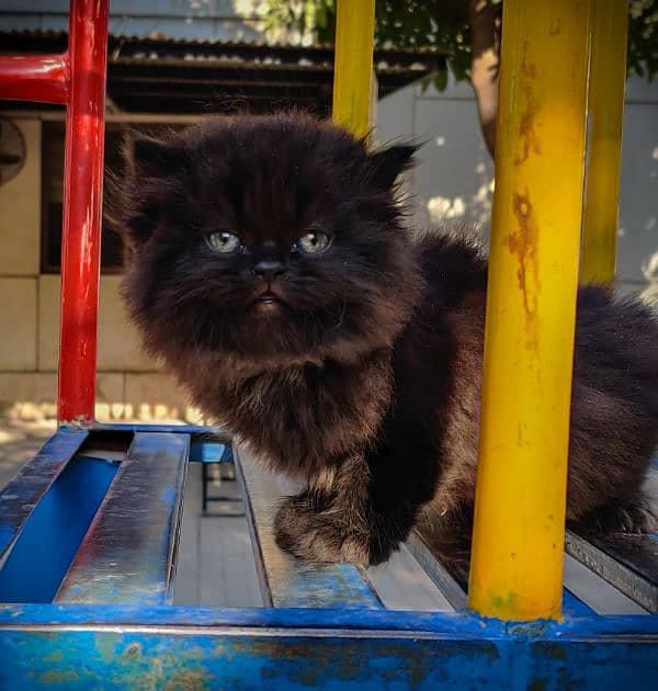 Pure Black Persian Extreme punch Pair 4