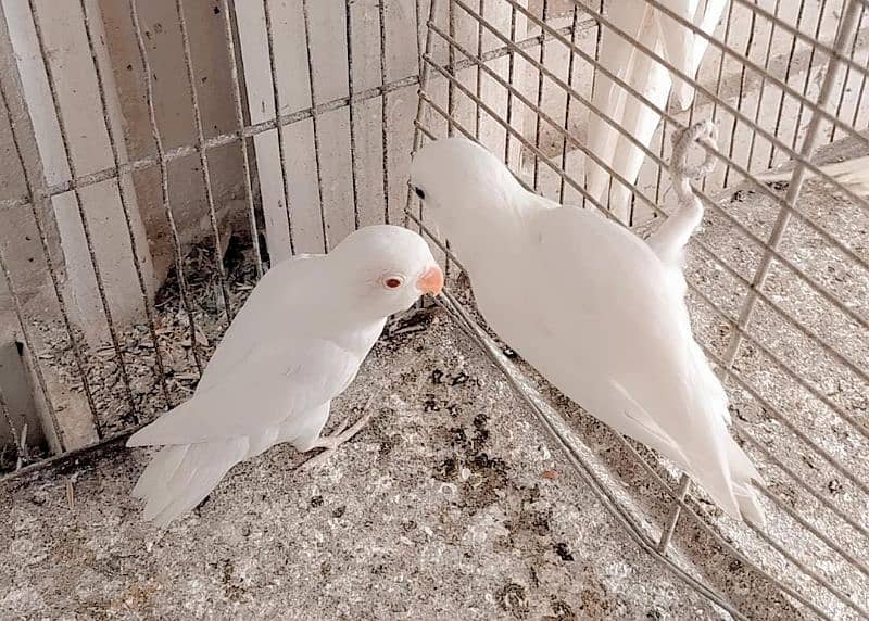 albino red eye 4 pices 1 pastal 7000 final age 5 month plus 1