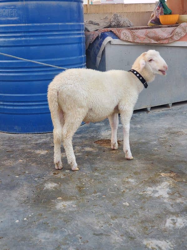 sheep male 3