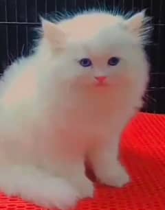 Persian  beautiful cat for sale 0322/20/77/954 My WhatsApp number