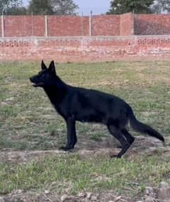 Black German shepherd breeder female looking for new home