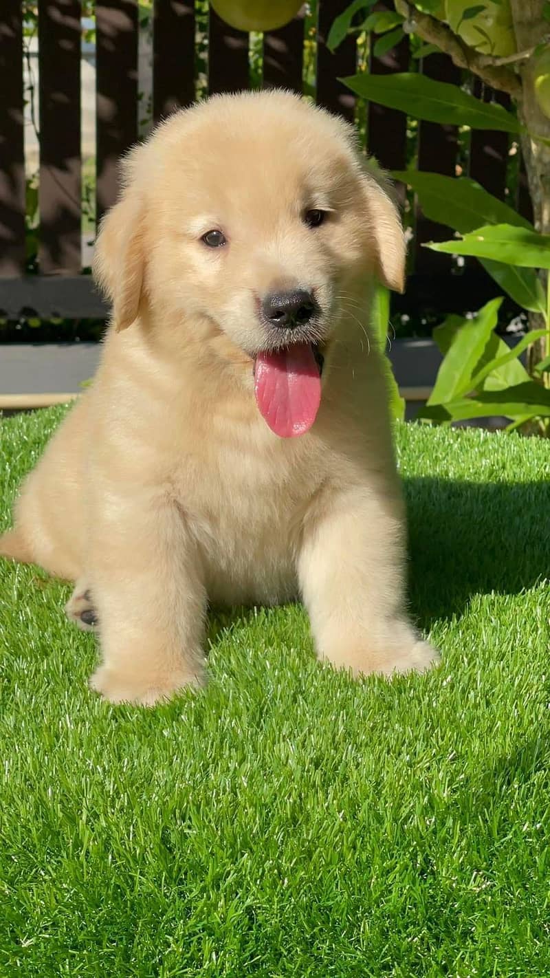 american golden retriever pure pedigree puppies  available for sale 0