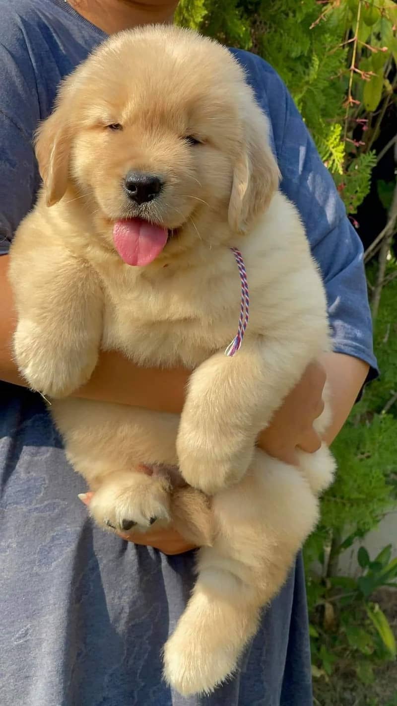 american golden retriever pure pedigree puppies  available for sale 1