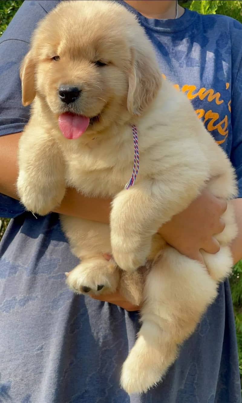 american golden retriever pure pedigree puppies  available for sale 2