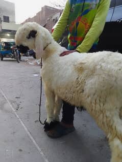 kajla /chatra / bakra | mundra | Breader | بکرا | male Sheep /goat