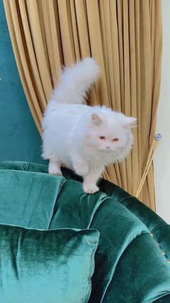 Persian Female Cat 14 month