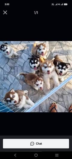 Siberian husky puppies for sale