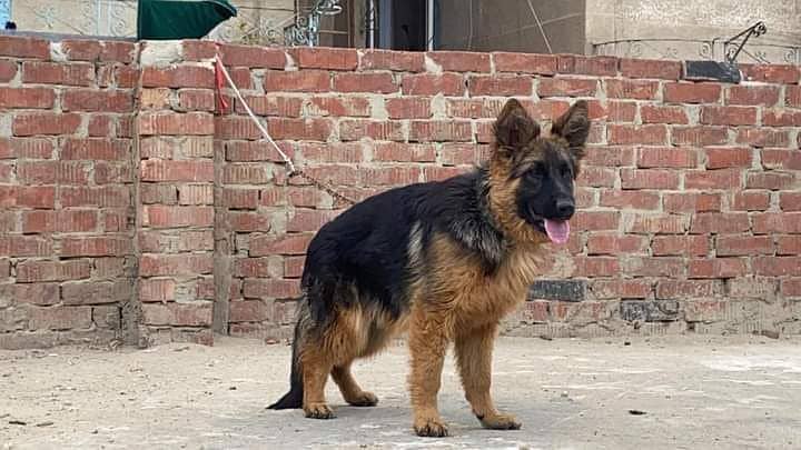 german shepherd 7 months old male available for sale 2