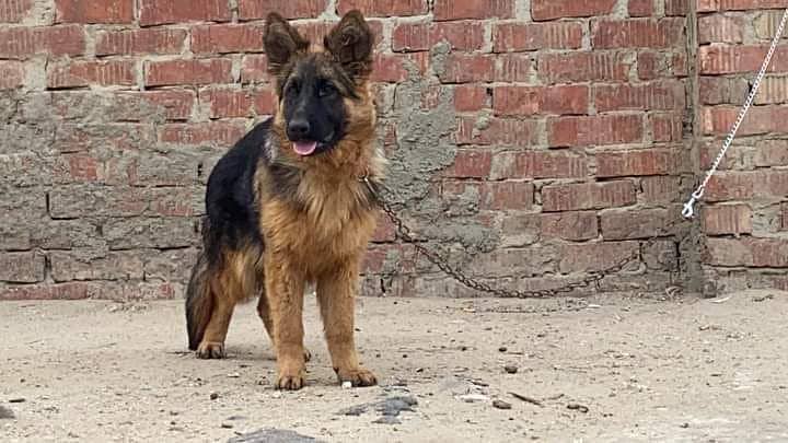 german shepherd 7 months old male available for sale 3