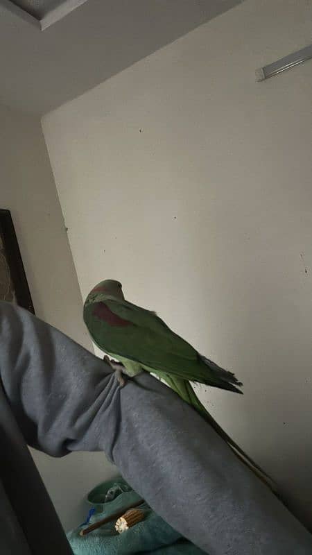 Kashmiri Raw parrot. Green parrot 3