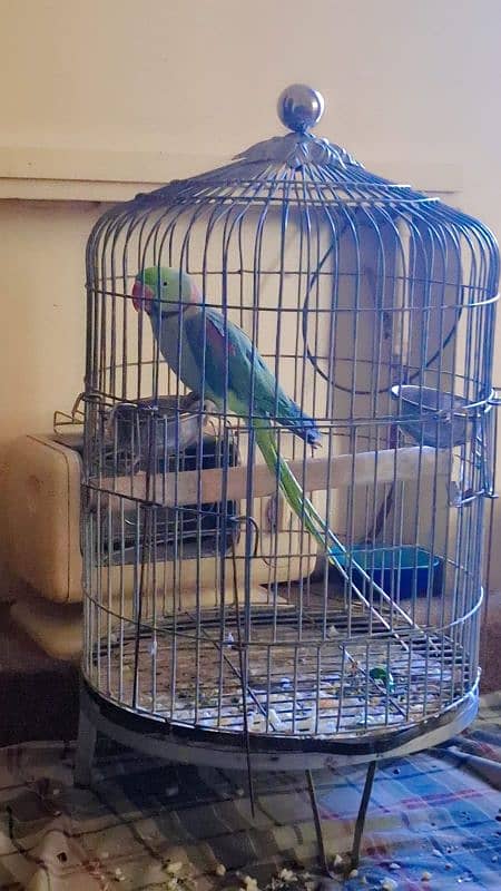 Kashmiri Raw parrot. Green parrot 4