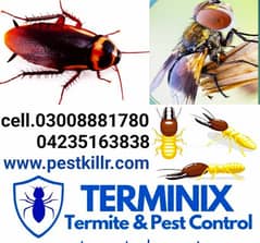 Termite