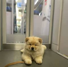 chow chow imported male pupp available for sale