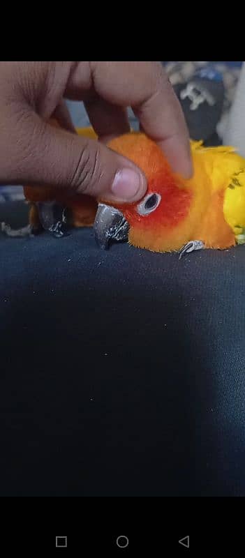 Sun Conure Tamed Pair 0