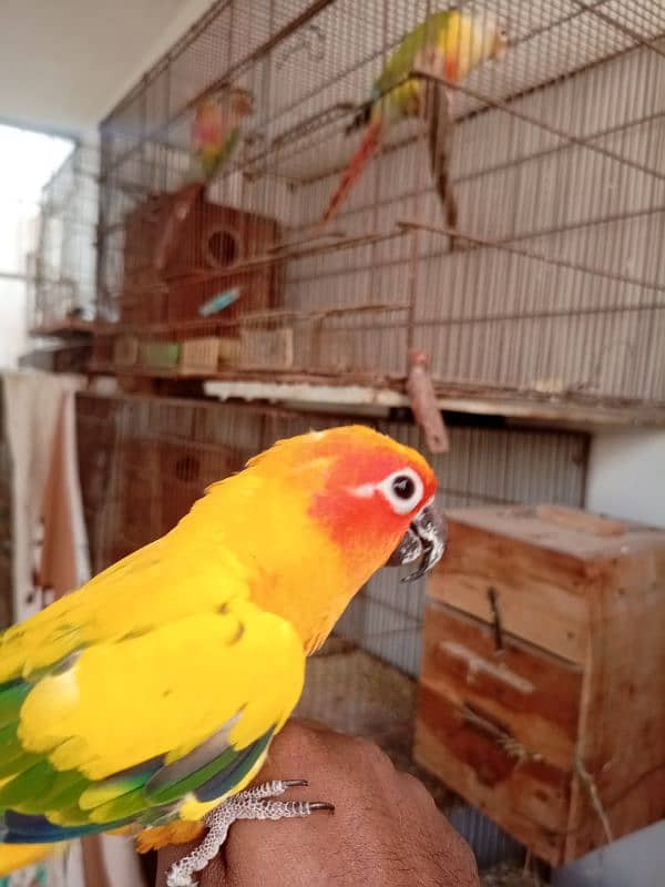 Sun Conure Tamed Pair 1