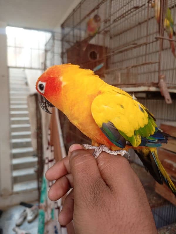 Sun Conure Tamed Pair 2